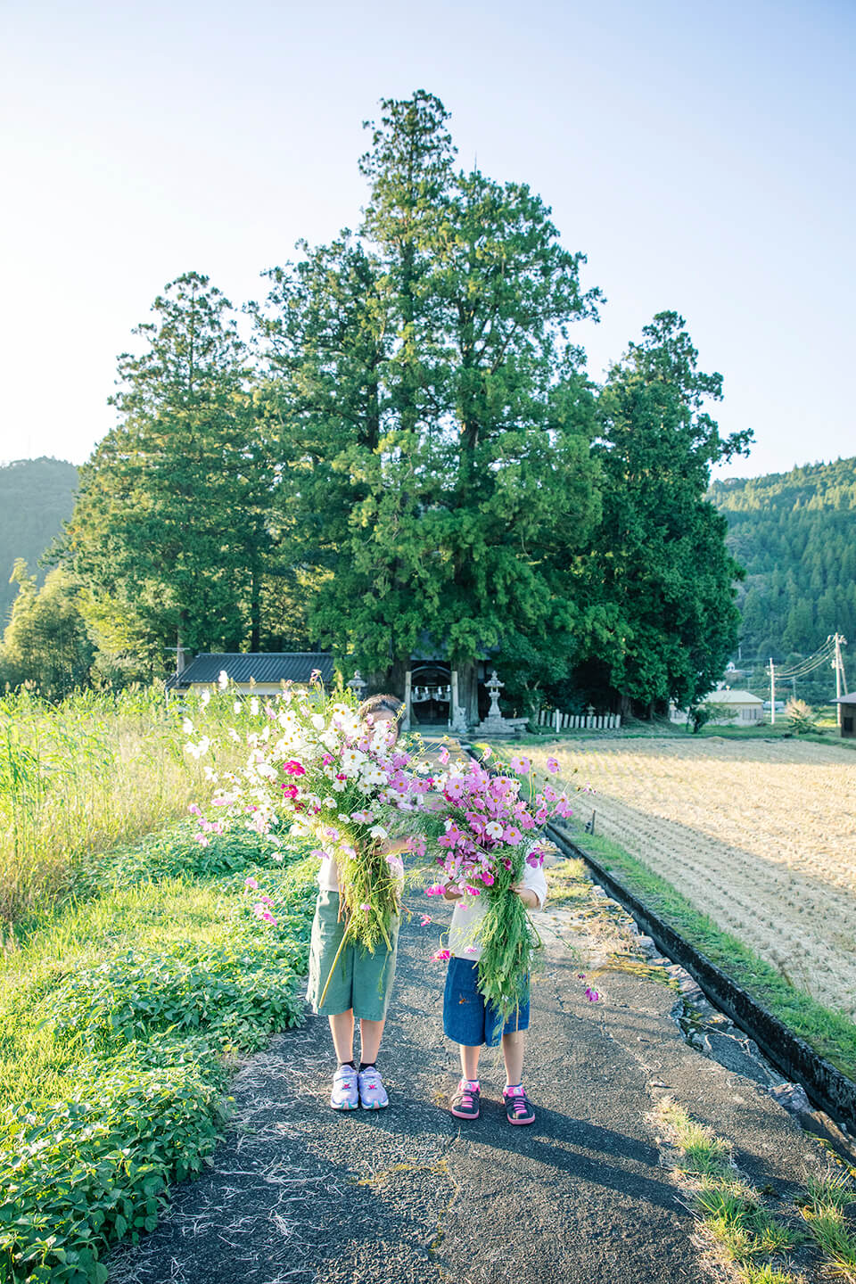 コスモスの束を持つ土佐町の子どもたち