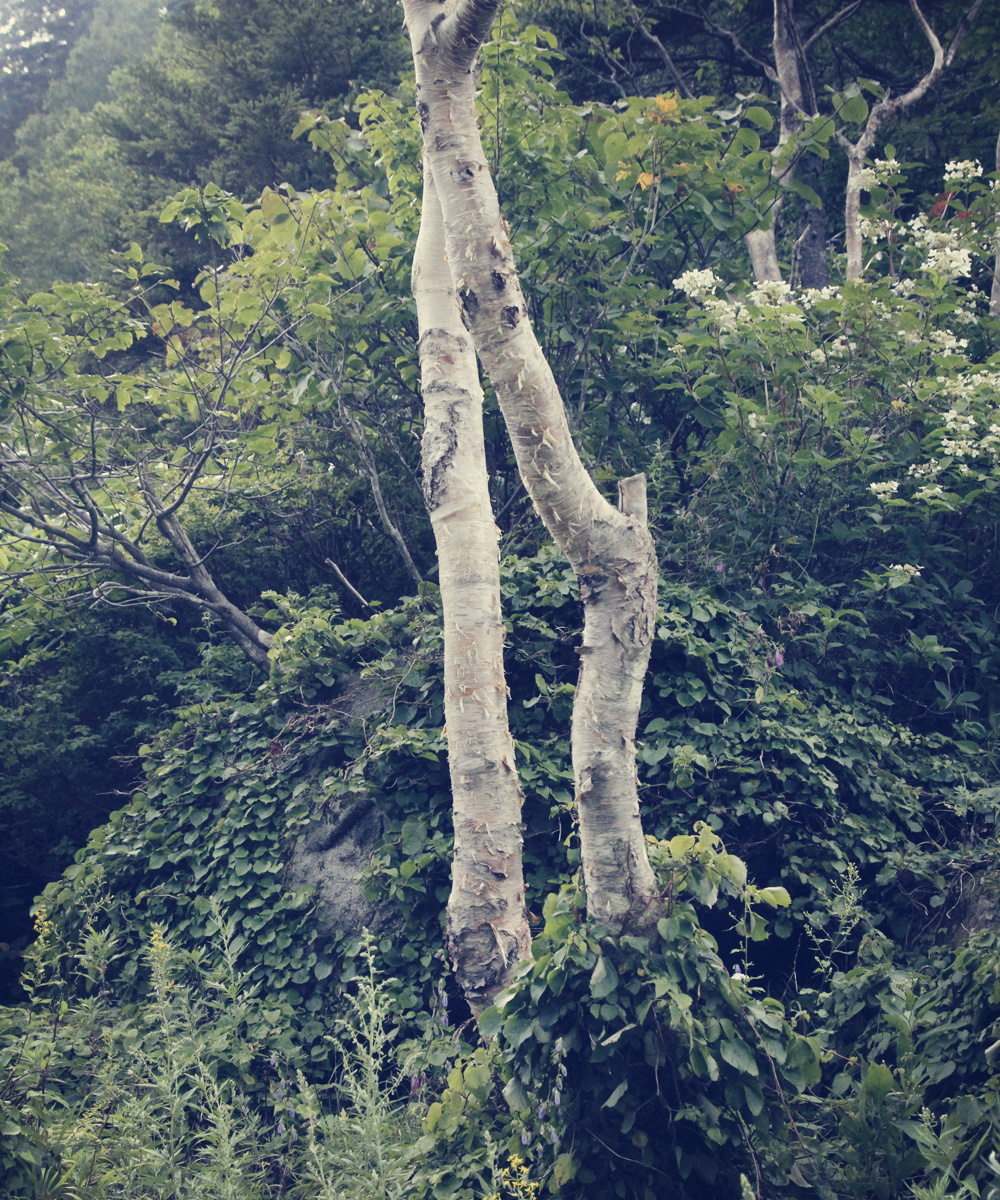 岐阜県安房峠